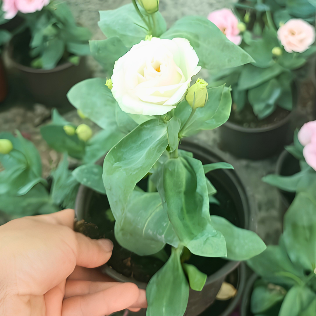 Bodur Lisianthus (Eustoma julietta) - Liseli Kız Çiçeği 12 cm Saksıda beyaz