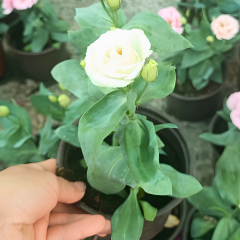 Bodur Lisianthus (Eustoma julietta) - Liseli Kız Çiçeği 12 cm Saksıda beyaz