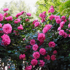 Fuşya Pembe Kokulu Yediveren Sarmaşık Gül Fidanı – Çardak Gülü Rosarium Uetersen