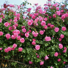 Fuşya Pembe Kokulu Yediveren Sarmaşık Gül Fidanı – Çardak Gülü Rosarium Uetersen