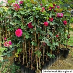 Fuşya Pembe Kokulu Yediveren Sarmaşık Gül Fidanı – Çardak Gülü Rosarium Uetersen