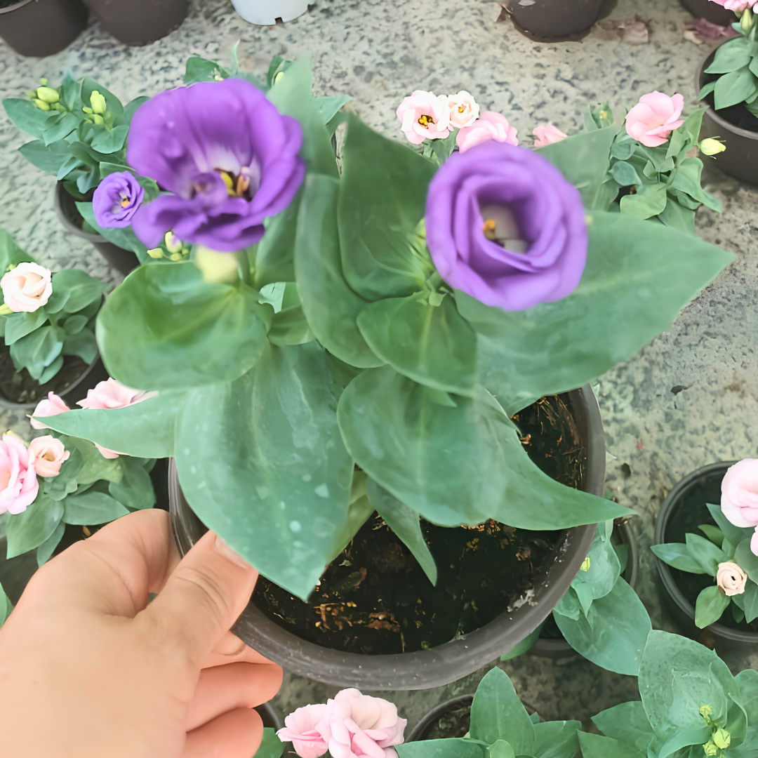 Bodur Lisianthus (Eustoma julietta) - Liseli Kız Çiçeği 12 cm Saksıda mor