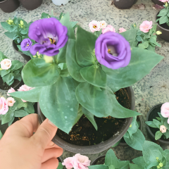 Bodur Lisianthus (Eustoma julietta) - Liseli Kız Çiçeği 12 cm Saksıda mor