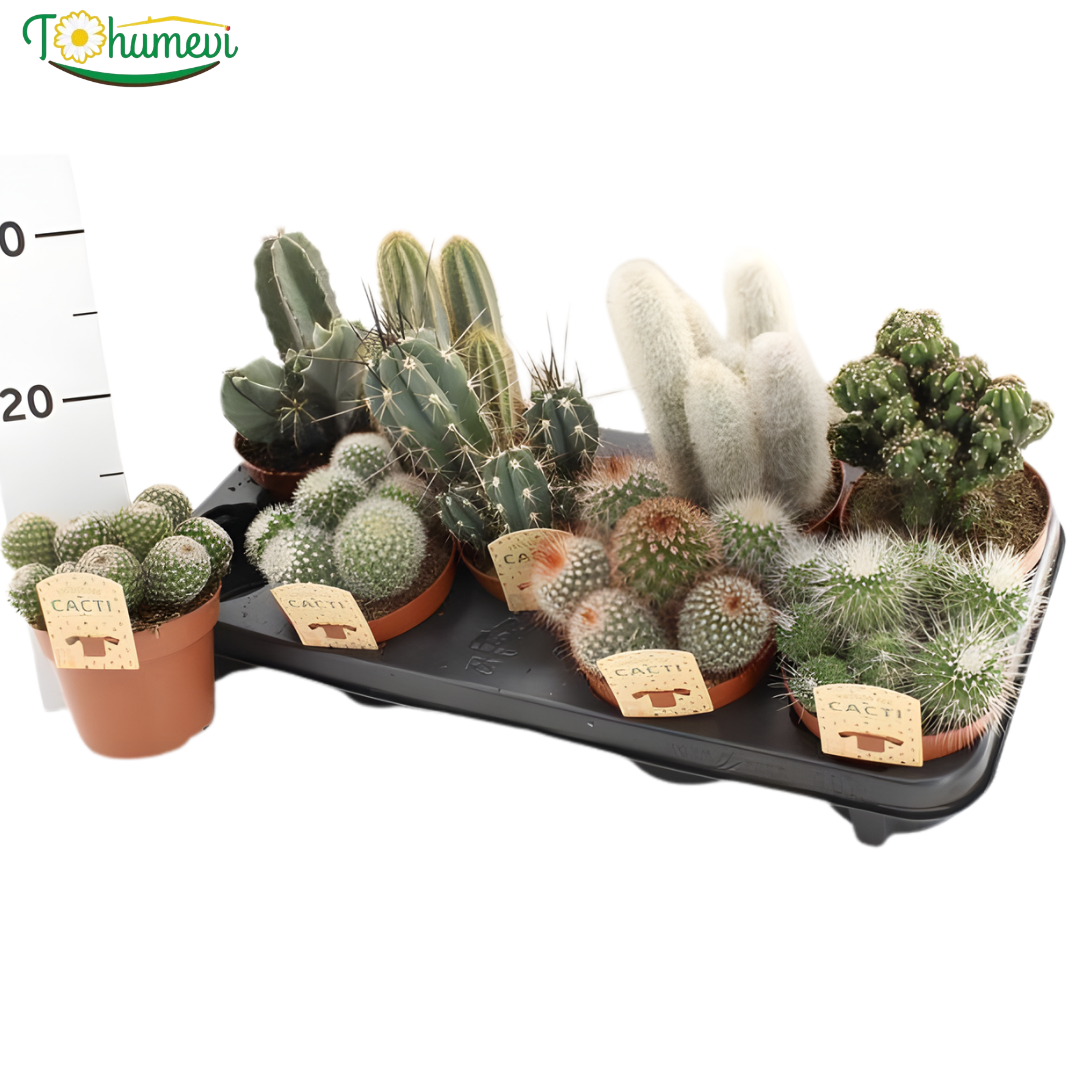 Kaktüs - Cactus 12 cm saksıda