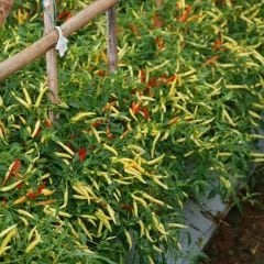 Sarı Süs Biber Tohumu Geleneksel – Chilly Chili