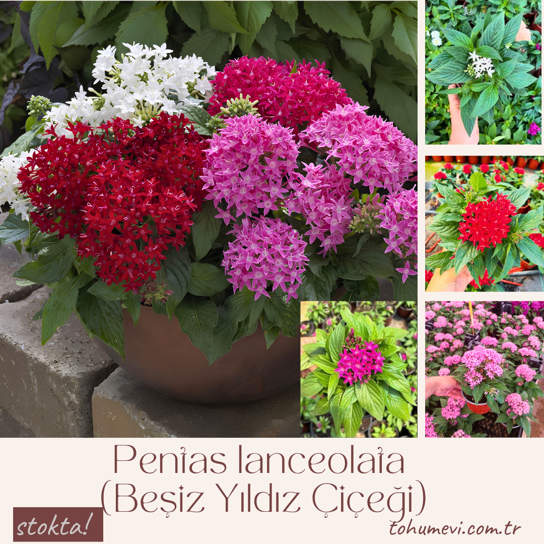Pentas lanceolata (Beşiz Yıldız Çiçeği) – 12 cm Saksıda