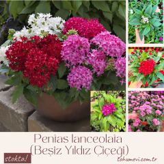 Pentas lanceolata (Beşiz Yıldız Çiçeği) – 12 cm Saksıda