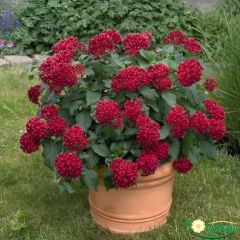 Pentas lanceolata (Beşiz Yıldız Çiçeği) – 12 cm Saksıda