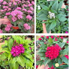 Pentas lanceolata (Beşiz Yıldız Çiçeği) – 12 cm Saksıda