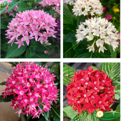 Pentas lanceolata (Beşiz Yıldız Çiçeği) – 12 cm Saksıda