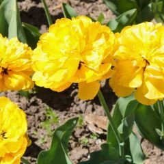 Artemis Flower Farm Lale Soğanı Sarı – Tulipa Double