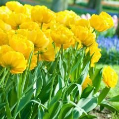 Artemis Flower Farm Lale Soğanı Sarı – Tulipa Double