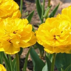 Artemis Flower Farm Lale Soğanı Sarı – Tulipa Double