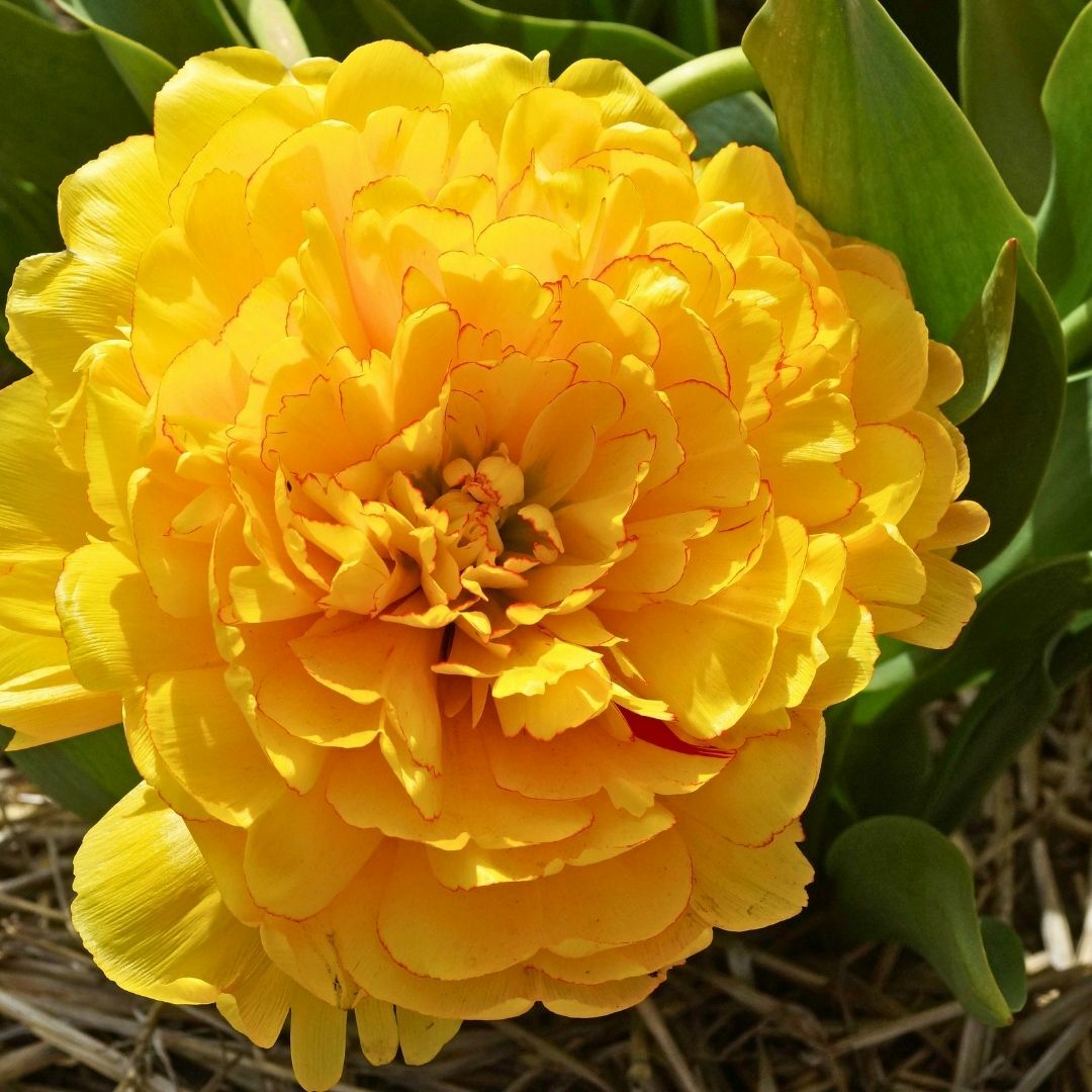 Artemis Flower Farm Lale Soğanı Sarı – Tulipa Double