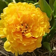 Artemis Flower Farm Lale Soğanı Sarı – Tulipa Double