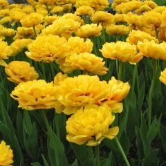 Artemis Flower Farm Lale Soğanı Sarı – Tulipa Double