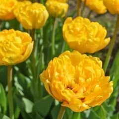 Artemis Flower Farm Lale Soğanı Sarı – Tulipa Double
