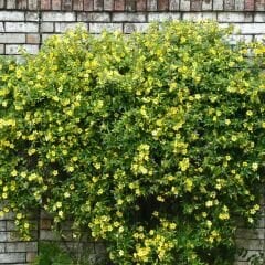 Sarı Yasemin Fidanı – Jasminum Fruticans