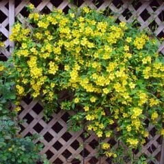 Sarı Yasemin Fidanı – Jasminum Fruticans