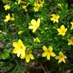 Sarı Yasemin Fidanı – Jasminum Fruticans