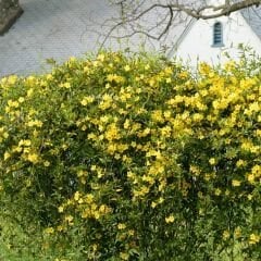 Sarı Yasemin Fidanı – Jasminum Fruticans
