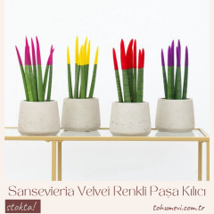 Sansevieria Velvet Renkli Paşa Kılıcı – 10,5 cm Saksıda