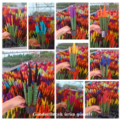 Sansevieria Velvet Renkli Paşa Kılıcı – 10,5 cm Saksıda