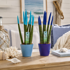Sansevieria Velvet Renkli Paşa Kılıcı – 10,5 cm Saksıda