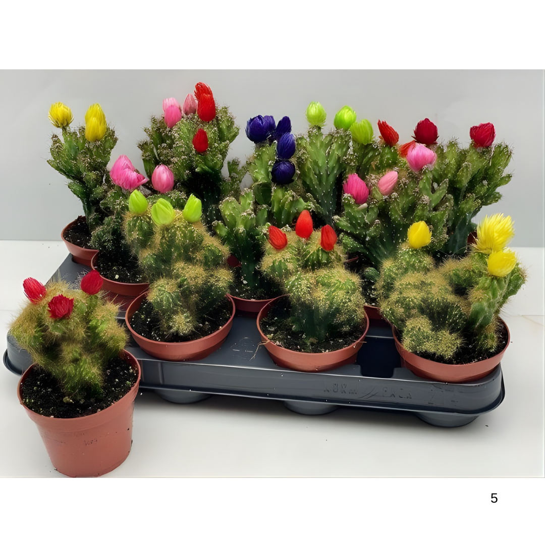 Cereus Fairy Castle Cactus – Peri Şatosu Kaktüs 5 cm Saksıda