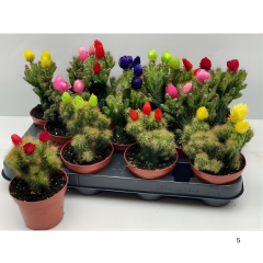Cereus Fairy Castle Cactus – Peri Şatosu Kaktüs 5 cm Saksıda