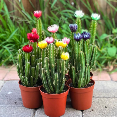 Cereus Fairy Castle Cactus – Peri Şatosu Kaktüs 5 cm Saksıda