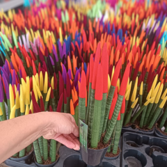 Sansevieria Velvet Renkli Paşa Kılıcı – 10,5 cm Saksıda kırmızı