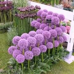 Allium Pinball Wizard Lila – Yumru - Ampul - Kök
