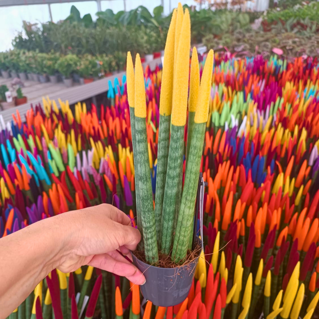 Sansevieria Velvet Renkli Paşa Kılıcı – 10,5 cm Saksıda sarı