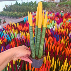 Sansevieria Velvet Renkli Paşa Kılıcı – 10,5 cm Saksıda sarı