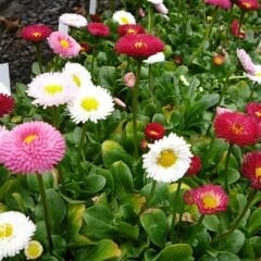 Şeker Tabağı Çiçeği Tohumu - Bellis Perennis