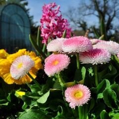 Şeker Tabağı Çiçeği Tohumu - Bellis Perennis
