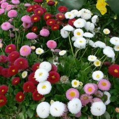 Şeker Tabağı Çiçeği Tohumu - Bellis Perennis