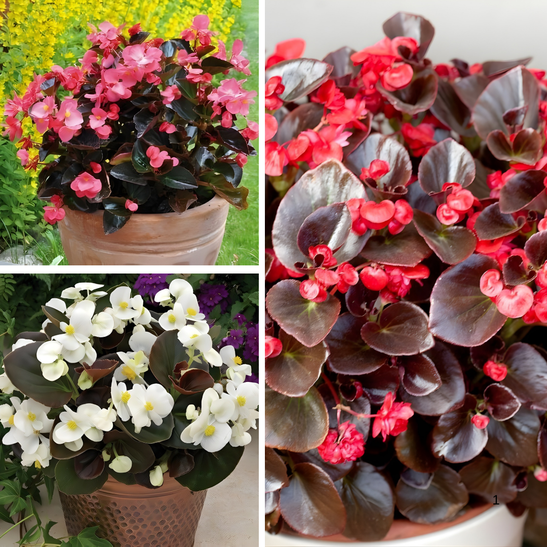 Begonia Sprint Plus F1 Bronze Leaf Tohumu – Siyah (Koyu Bordo) Yapraklı Şeker Begonya