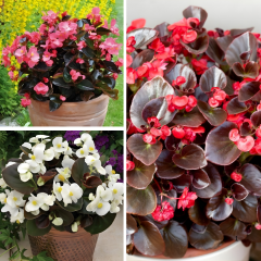 Begonia Sprint Plus F1 Bronze Leaf Tohumu – Siyah (Koyu Bordo) Yapraklı Şeker Begonya