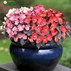 Begonia Sprint Plus F1 Bronze Leaf Tohumu – Siyah (Koyu Bordo) Yapraklı Şeker Begonya