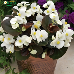 Begonia Sprint Plus F1 Bronze Leaf Tohumu – Siyah (Koyu Bordo) Yapraklı Şeker Begonya