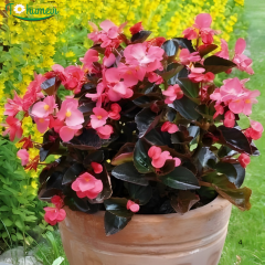 Begonia Sprint Plus F1 Bronze Leaf Tohumu – Siyah (Koyu Bordo) Yapraklı Şeker Begonya