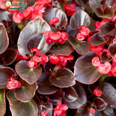 Begonia Sprint Plus F1 Bronze Leaf Tohumu – Siyah (Koyu Bordo) Yapraklı Şeker Begonya