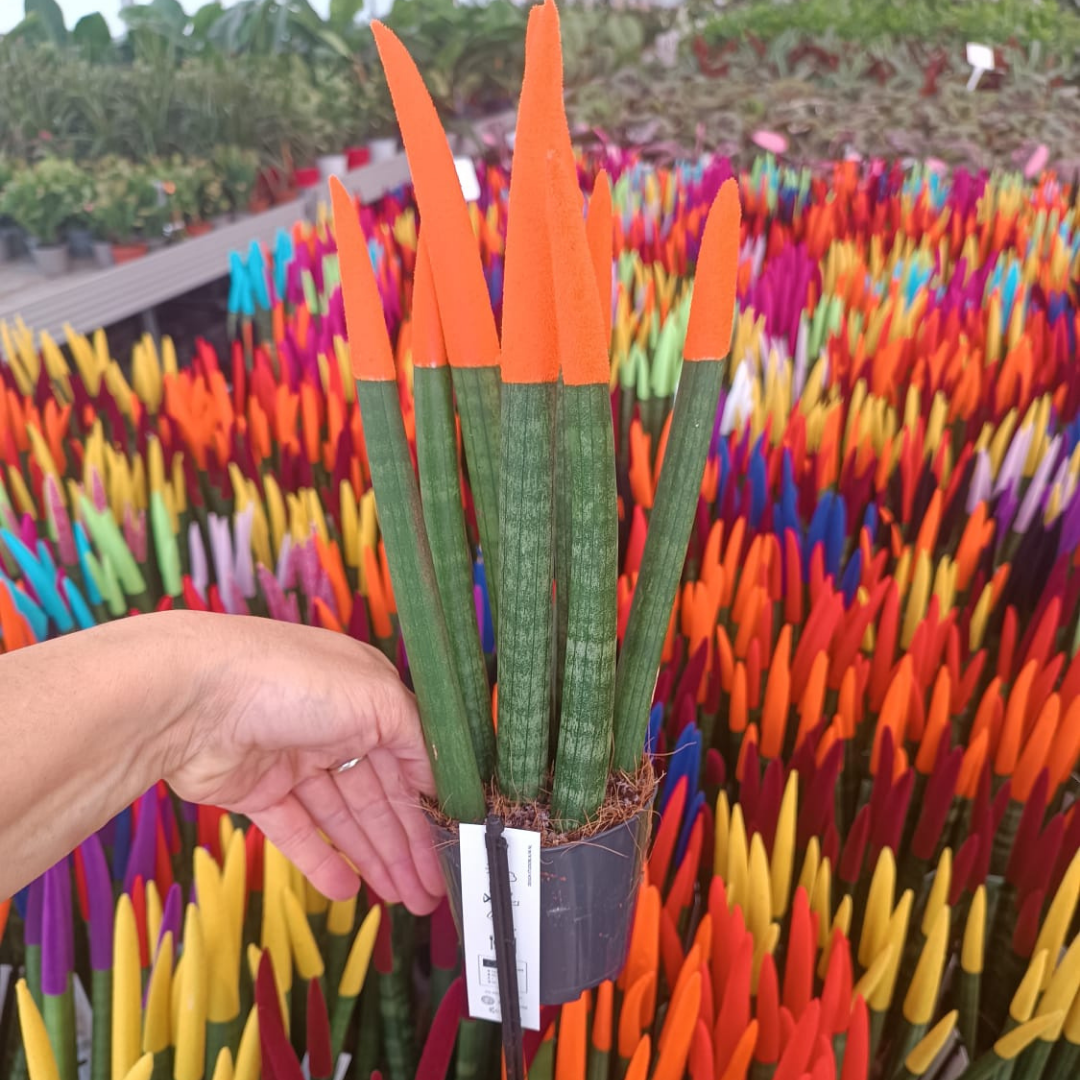 Sansevieria Velvet Renkli Paşa Kılıcı – 10,5 cm Saksıda turuncu