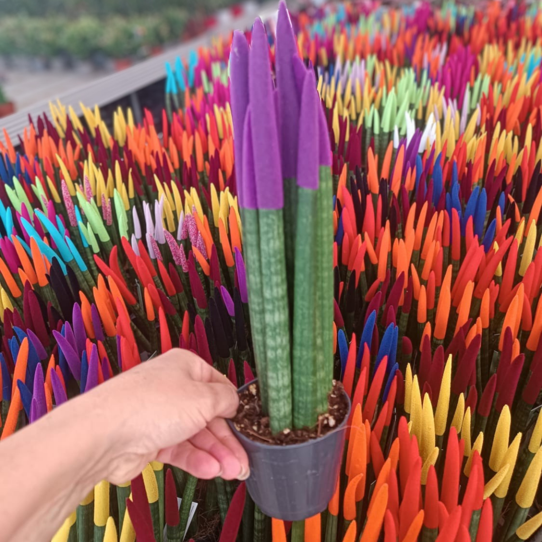 Sansevieria Velvet Renkli Paşa Kılıcı – 10,5 cm Saksıda mor