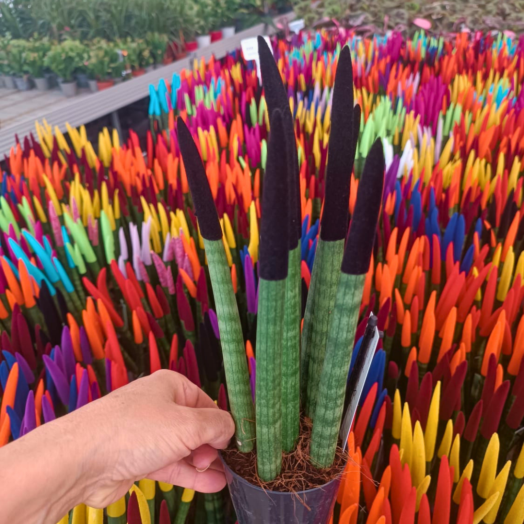 Sansevieria Velvet Renkli Paşa Kılıcı – 10,5 cm Saksıda siyah