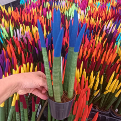 Sansevieria Velvet Renkli Paşa Kılıcı – 10,5 cm Saksıda mavi
