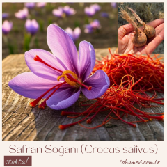 Safran Soğanı (Crocus sativus) – İri Boy Kalibre