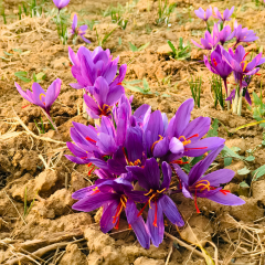 Safran Soğanı (Crocus sativus) – İri Boy Kalibre